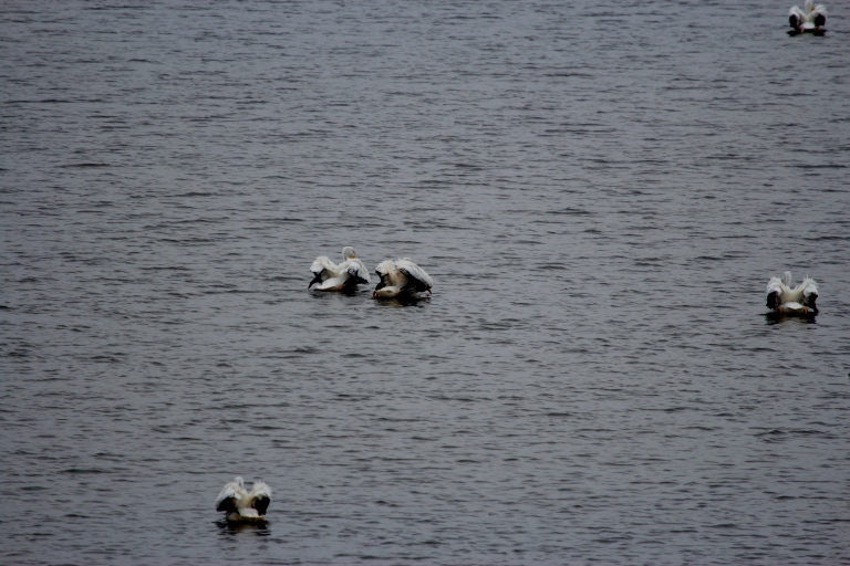 shreveport photographer captures pelicans on cross lake